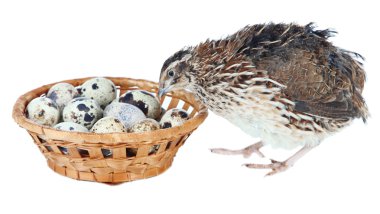 Genç Bıldırcın yumurta üzerinde beyaz izole