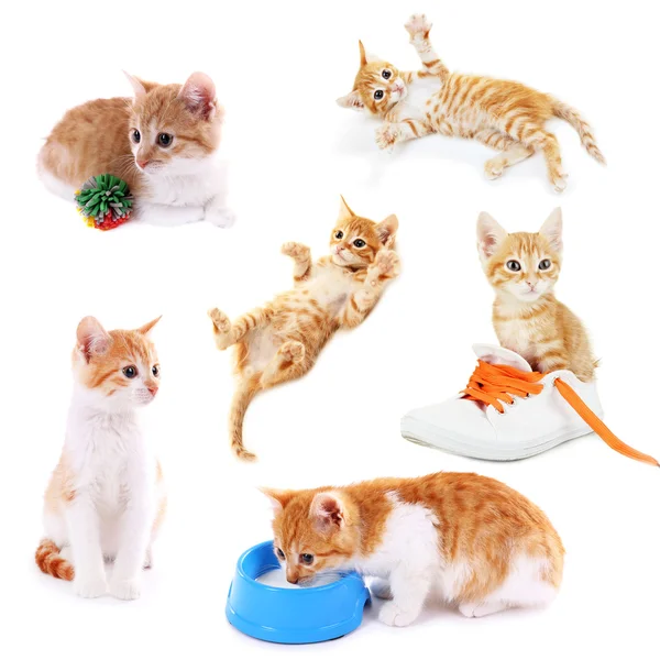 Collage of funny red kitten isolated on white — Stock Photo, Image