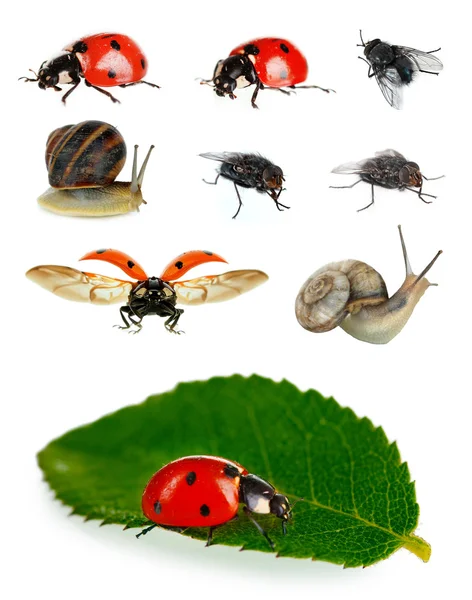 白で隔離される昆虫のコレクション — ストック写真