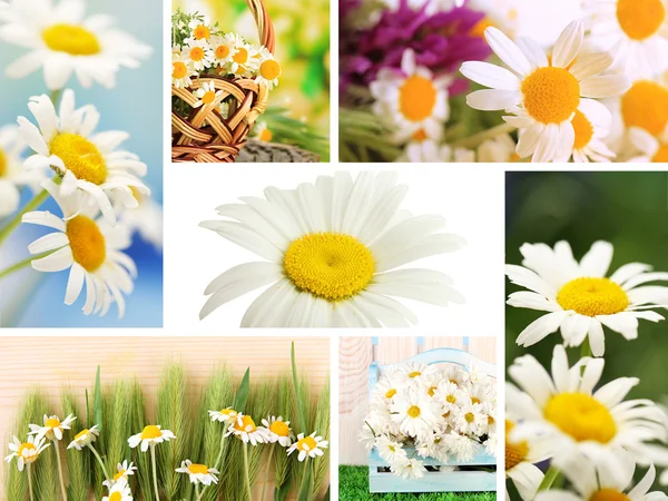 Collage of beautiful wild camomiles — Stock Photo, Image