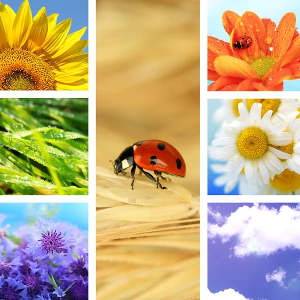 Collage av vacker natur — Stockfoto