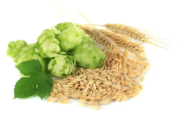 Fresh green hops and barley, isolated on white — Stock Photo, Image