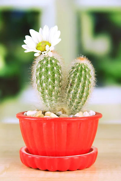 Cactus en pot de fleurs avec fleur, sur rebord de fenêtre en bois — Photo