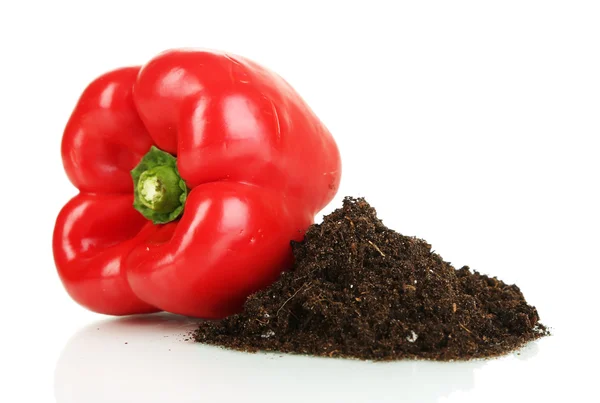 Rode paprika met grond geïsoleerd op wit — Stockfoto