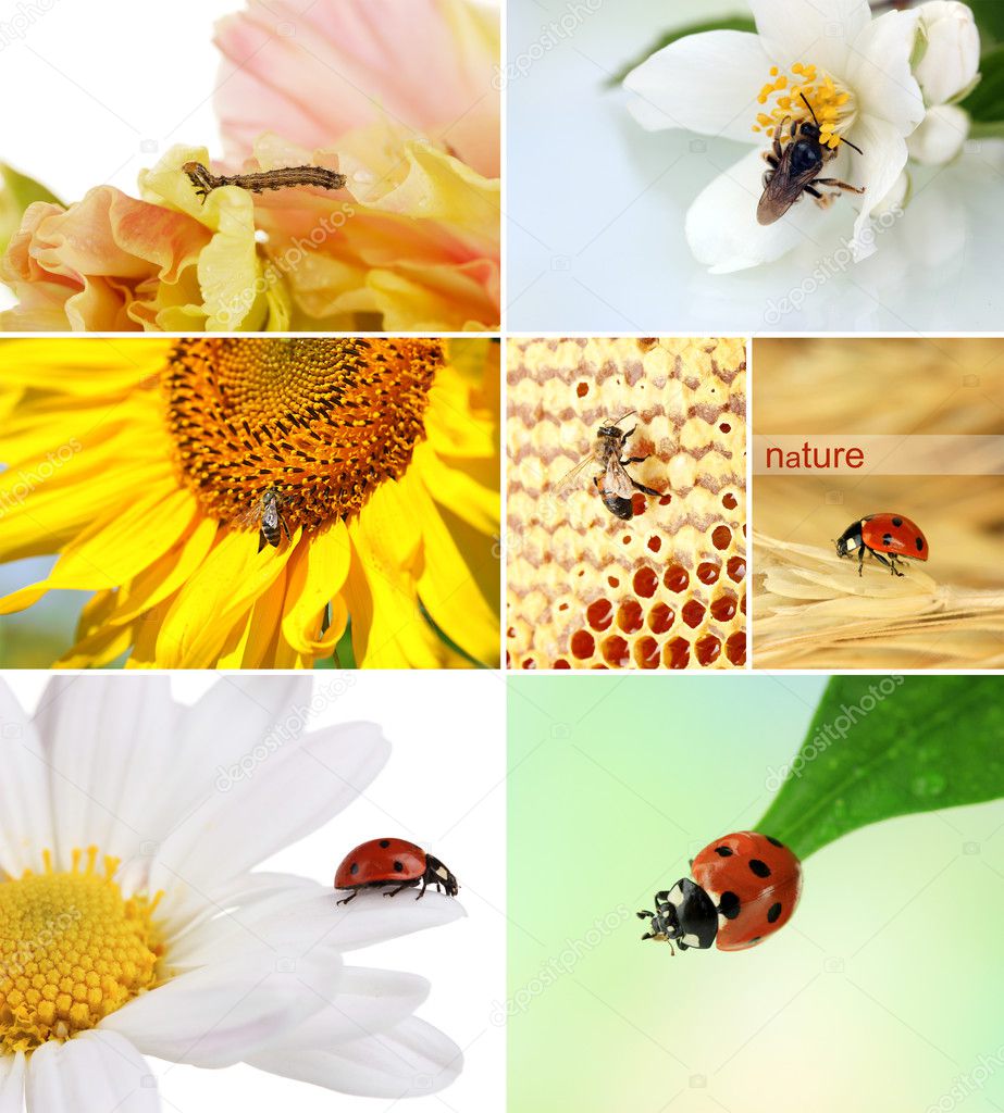 Collage of insects and flowers