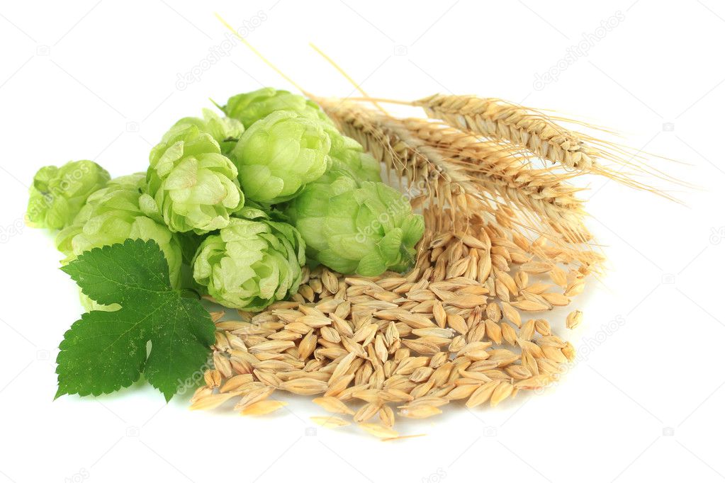 Fresh green hops and barley, isolated on white