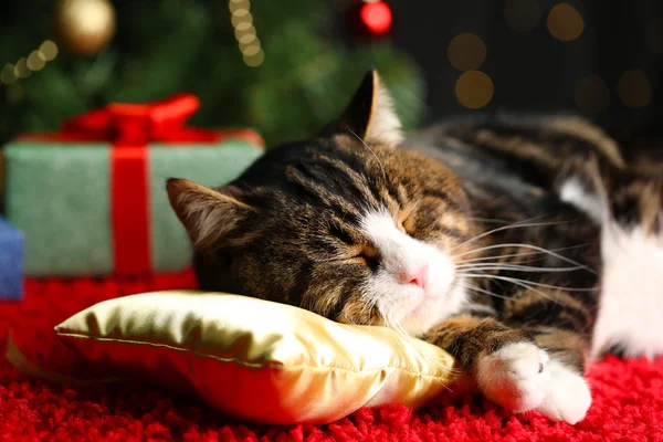 Söt katt liggande på matta med jul inredning — Stockfoto