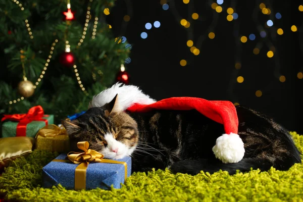 Gato bonito deitado no tapete com decoração de Natal — Fotografia de Stock