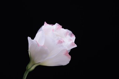 eustoma çiçek, siyah üzerine izole