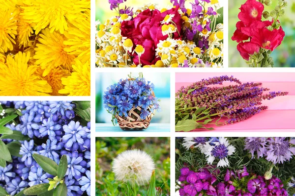 Blommor collage — Stockfoto