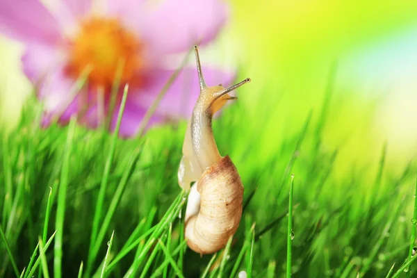 Hermoso caracol sobre hierba verde, de cerca — Foto de Stock