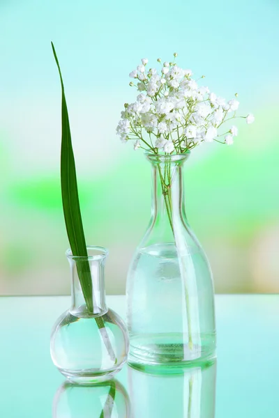 Plantas en varios recipientes de vidrio sobre fondo natural — Foto de Stock