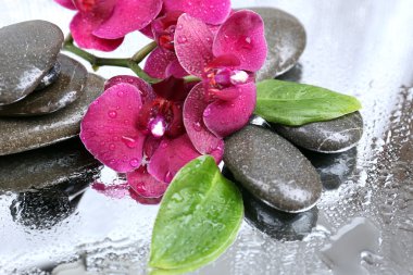Güzel çiçek açan orkide su damlaları ve açık renk arka plan üzerinde spa taşlar ile kompozisyon