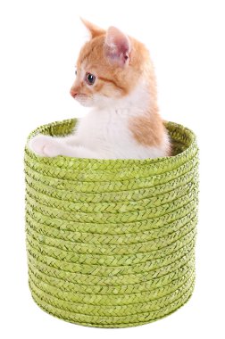 küçük kedi üzerinde beyaz izole hasır sepet
