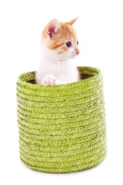 küçük kedi üzerinde beyaz izole hasır sepet