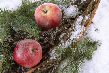 Kırmızı elma kabuğu içinde kar köknar dalı ile yakın çekim