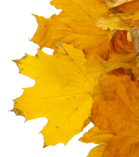 Folhas de outono brilhantes isoladas em branco — Fotografia de Stock