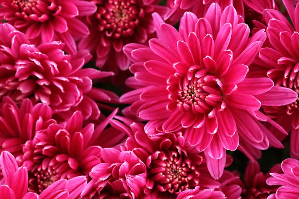 Kytice růžová podzimní chryzantémy, zblízka — Stock fotografie