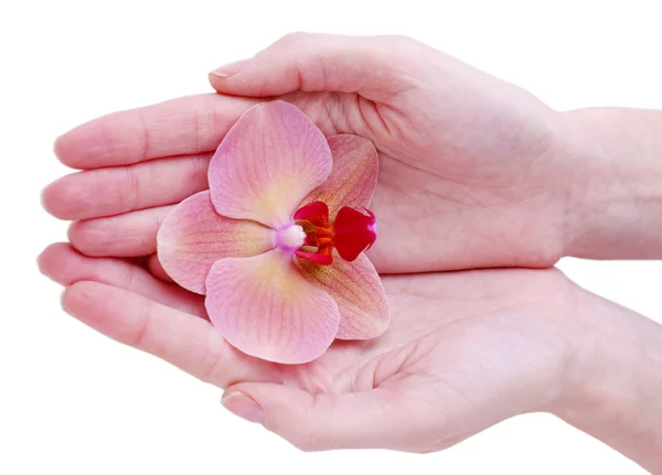 Mano con hermosa flor de orquídea aislada en blanco —  Fotos de Stock