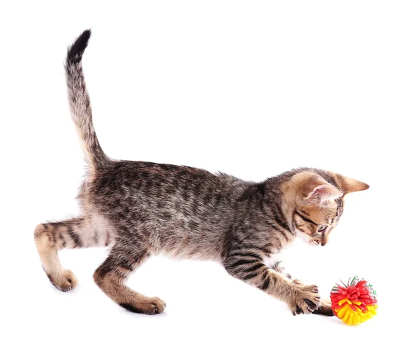 Pequeno gatinho com bola isolada em branco — Fotografia de Stock