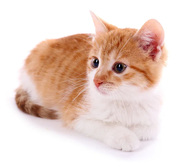 Kleine kitten geïsoleerd op wit — Stockfoto