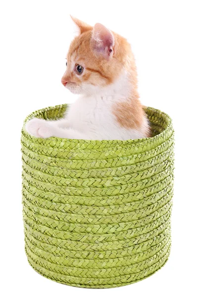 Pequeño gatito en cesta de mimbre aislado en blanco — Foto de Stock