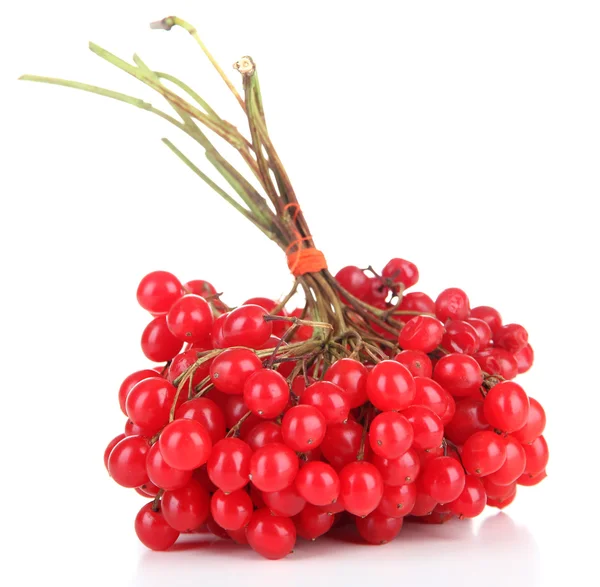 Red berries of viburnum isolated on white — Stock Photo, Image