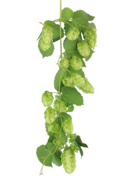Fresh green hops, isolated on white