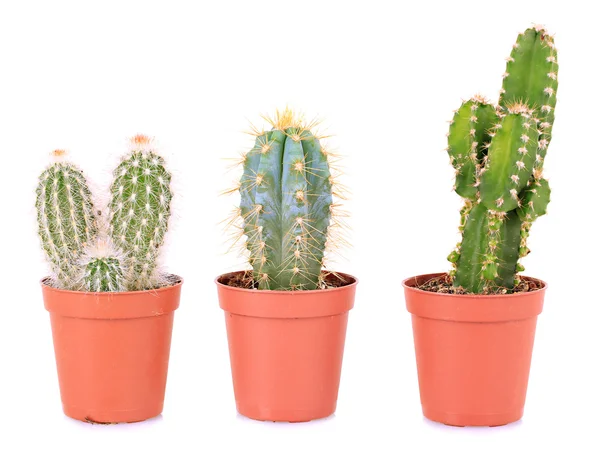 Collection of cactuses, isolated on white — Stock Photo, Image