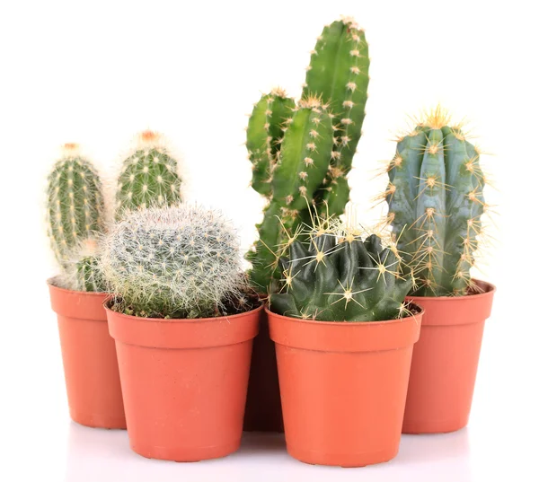 Collection of cactuses, isolated on white — Stock Photo, Image