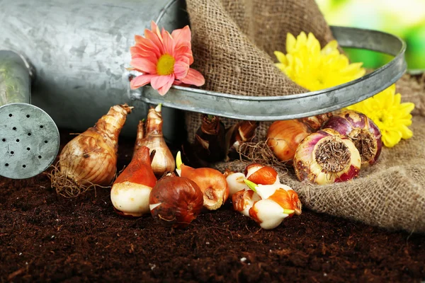 Bulbos de flores en humus, sobre fondo brillante — Foto de Stock