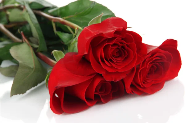 Belle rose rosse isolate su bianco — Foto Stock