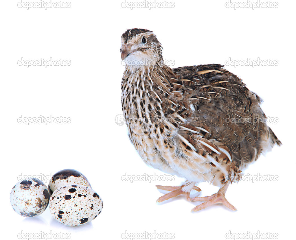 Young quail with eggs isolated on white
