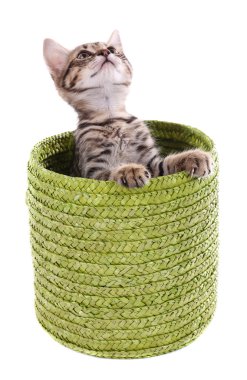 küçük kedi üzerinde beyaz izole hasır sepet