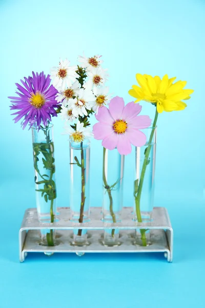 Bloemen in proefbuizen op lichte blauwe achtergrond — Stockfoto