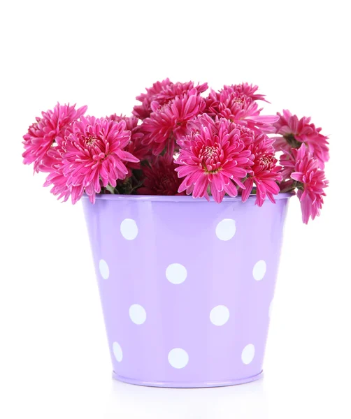 Bouquet of pink autumn chrysanthemum in bucket isolated on white — Stock Photo, Image