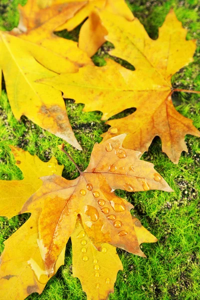 Maple leaves in park, close-up — Stock Photo, Image