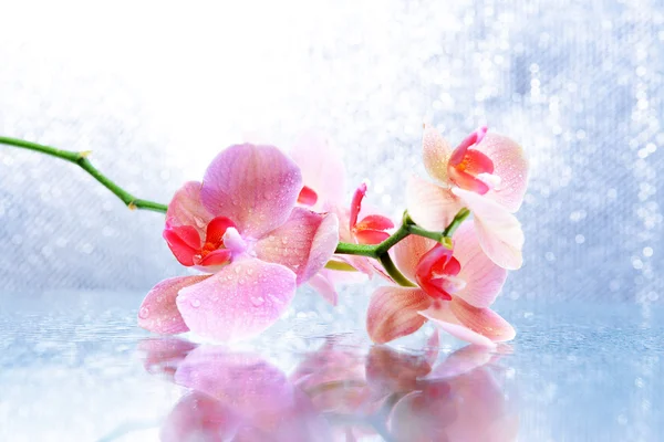 Güzel çiçek açan orkide su ile açık renk arka plan üzerinde damla — Stok fotoğraf