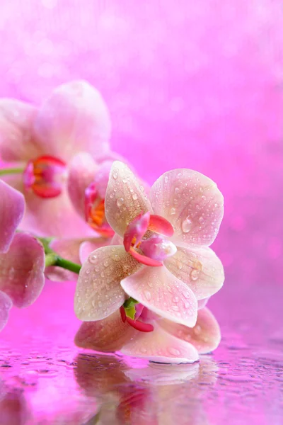 Schöne blühende Orchidee mit Wassertropfen auf hellem Hintergrund — Stockfoto