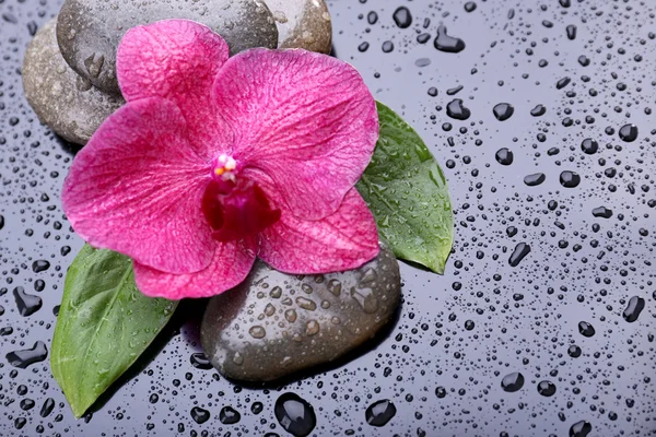 Komposition mit schöner blühender Orchidee mit Wassertropfen und Wellness-Steinen, auf grauem Hintergrund — Stockfoto