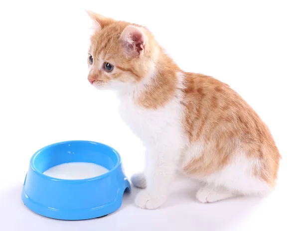 Pequeño gatito bebe leche aislada en blanco — Foto de Stock