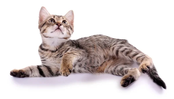 Pequeño gatito aislado en blanco — Foto de Stock