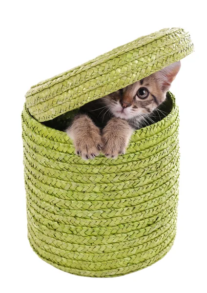 Pequeño gatito en cesta de mimbre aislado en blanco — Foto de Stock