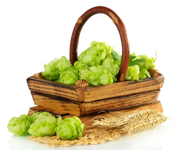 Fresh green hops in wooden basket and barley, isolated on white — Stock Photo, Image