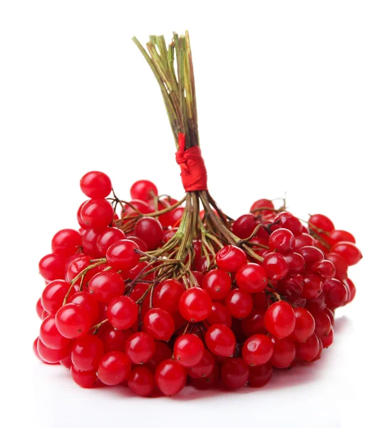 Red berries of viburnum isolated on white — Stock Photo, Image