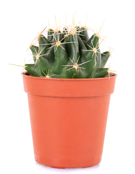 Cactus in bloempot, geïsoleerd op witte achtergrond — Stockfoto