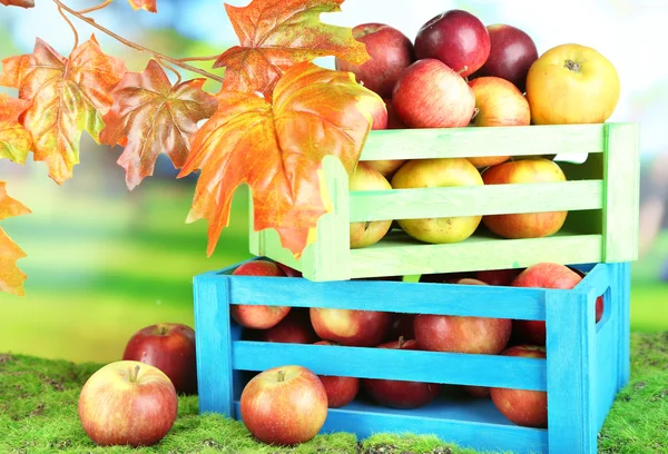 Sappige appels in houten kisten op gras op natuurlijke achtergrond — Stockfoto