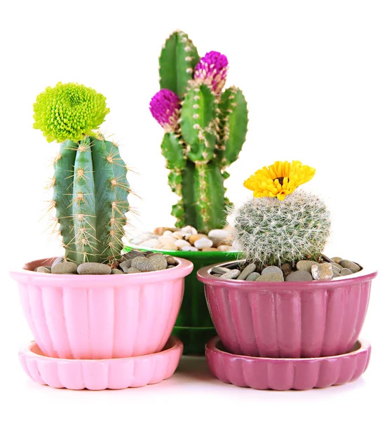 Cactussen in bloempotten met bloemen, geïsoleerd op wit — Stockfoto