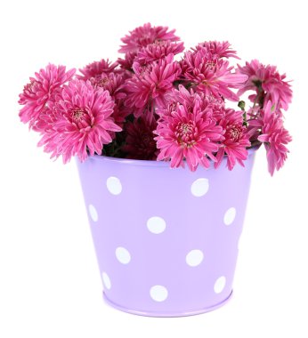 buket demet beyaz izole sonbahar pembe krizantem