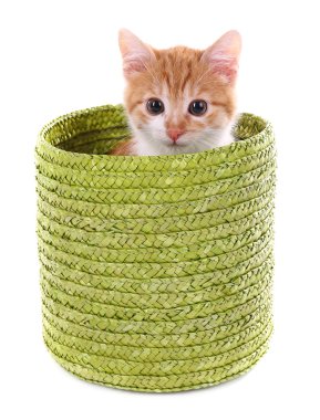 küçük kedi üzerinde beyaz izole hasır sepet